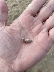 Cerithideopsis