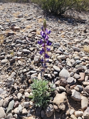 Lupinus havardii