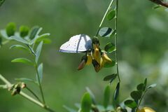 Iolana iolas