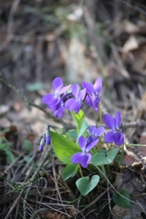 Viola hirta