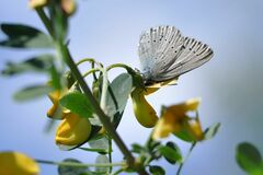 Iolana iolas