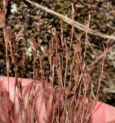 Hypericum gentianoides