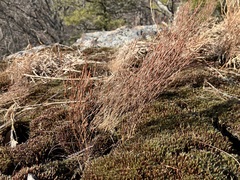 Hypericum gentianoides
