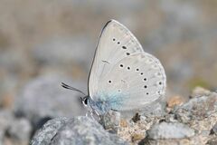 Iolana iolas