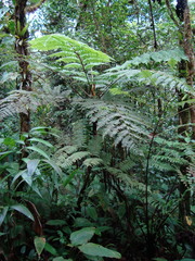Alsophila spinulosa