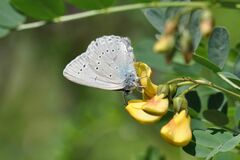 Iolana iolas