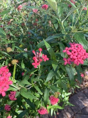 Arachnothryx leucophylla