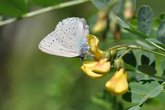 Iolana iolas