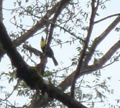 Ramphastos sulfuratus