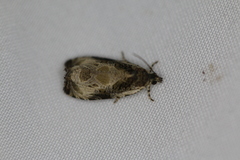 Olethreutes connectum