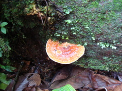 Rigidoporus