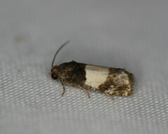 Epiblema tripartitana