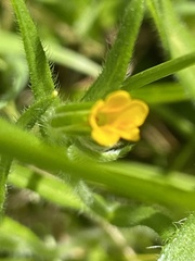 Amsinckia lycopsoides