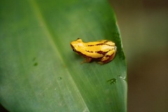 Afrixalus delicatus