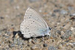 Iolana iolas