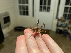Tachycines asynamorus
