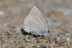 Iolana iolas