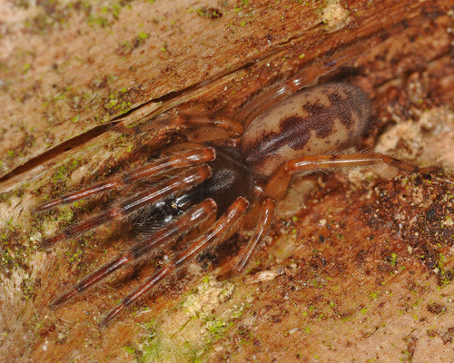 Snake-back Spider, Wahlstorf, 19386 Gehlsbach, Deutschland, photo 10 of 10