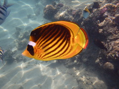 Chaetodon fasciatus