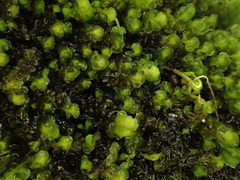 Scapania undulata
