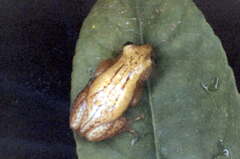 Afrixalus delicatus
