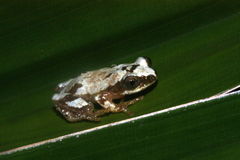 Afrixalus delicatus