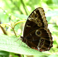 Morpho helenor montezuma