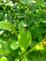 Bibio pomonae