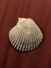 Argopecten