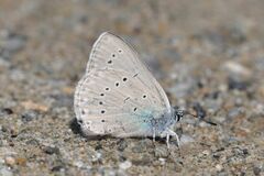Iolana iolas