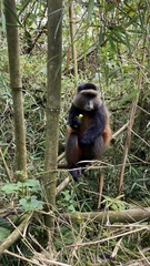 Cercopithecus mitis kandti