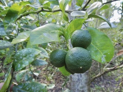 Citrus × limonia