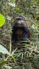 Cercopithecus mitis kandti