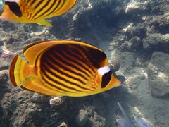 Chaetodon fasciatus