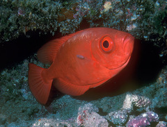 Heteropriacanthus carolinus