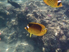 Chaetodon fasciatus