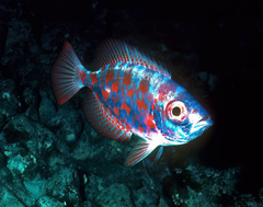 Heteropriacanthus carolinus