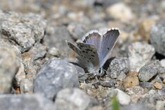 Pseudophilotes baton