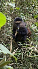Cercopithecus mitis kandti