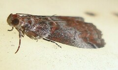 Acrobasis advenella