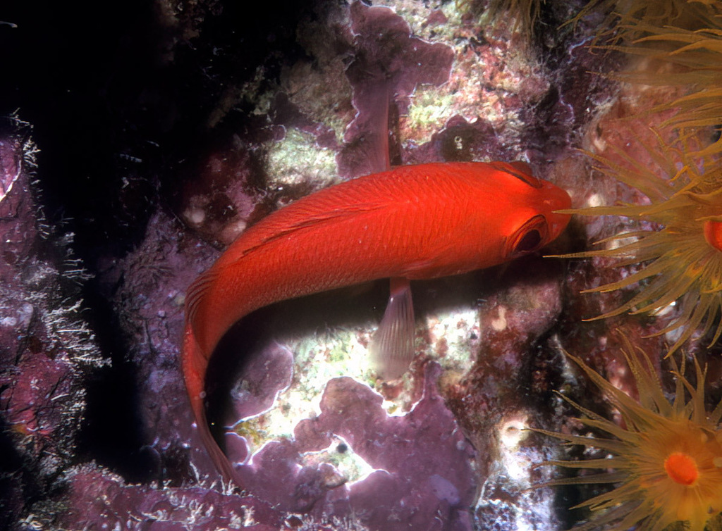 Cardinal soldierfish (Plectrypops lima) — Holocentridae