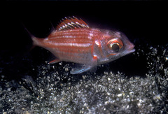 Sargocentron punctatissimum