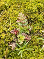 Magnoliopsida