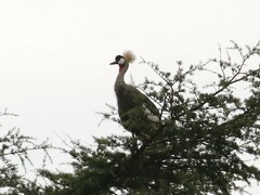 Balearica regulorum