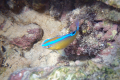 Chrysiptera unimaculata