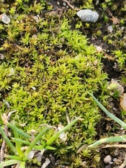 Bryopsida