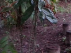 Sherbournieae