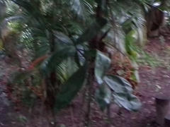 Sherbournieae
