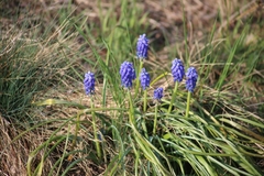 Muscari botryoides