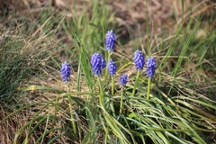 Muscari botryoides